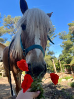 partenaire avec un moniteur(trice) diplom�(e)